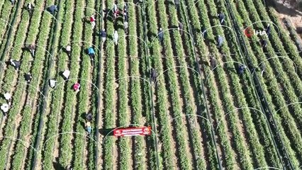 Muğla'da 'Çilek Projesi' büyümeye devam ediyor