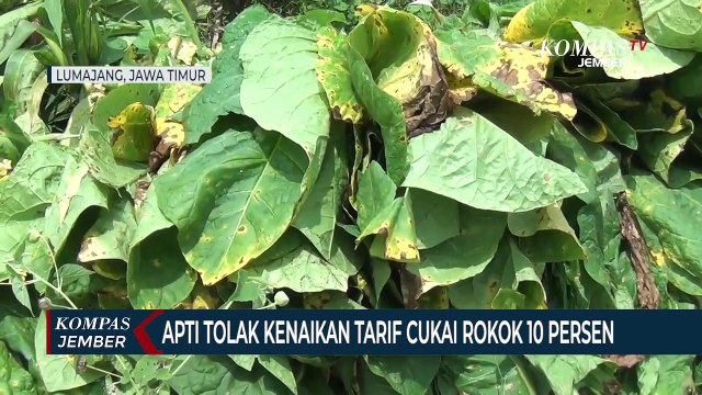 Petani Tembakau Di Lumajang Tolak Kenaikan Tarif Cukai Rokok 10 Persen Di Tahun 2023
