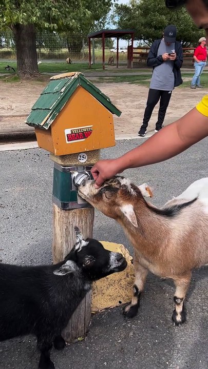 Smart Goat Snacks From the Source