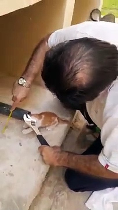 How a Pakistani man saved a kitten's life