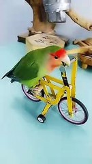 Amazing little bird, smart and cute #part_3233