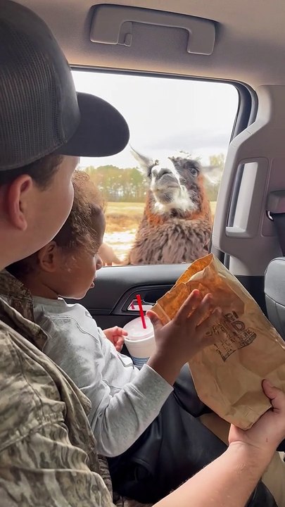 Llama Teaches Guy a Lesson
