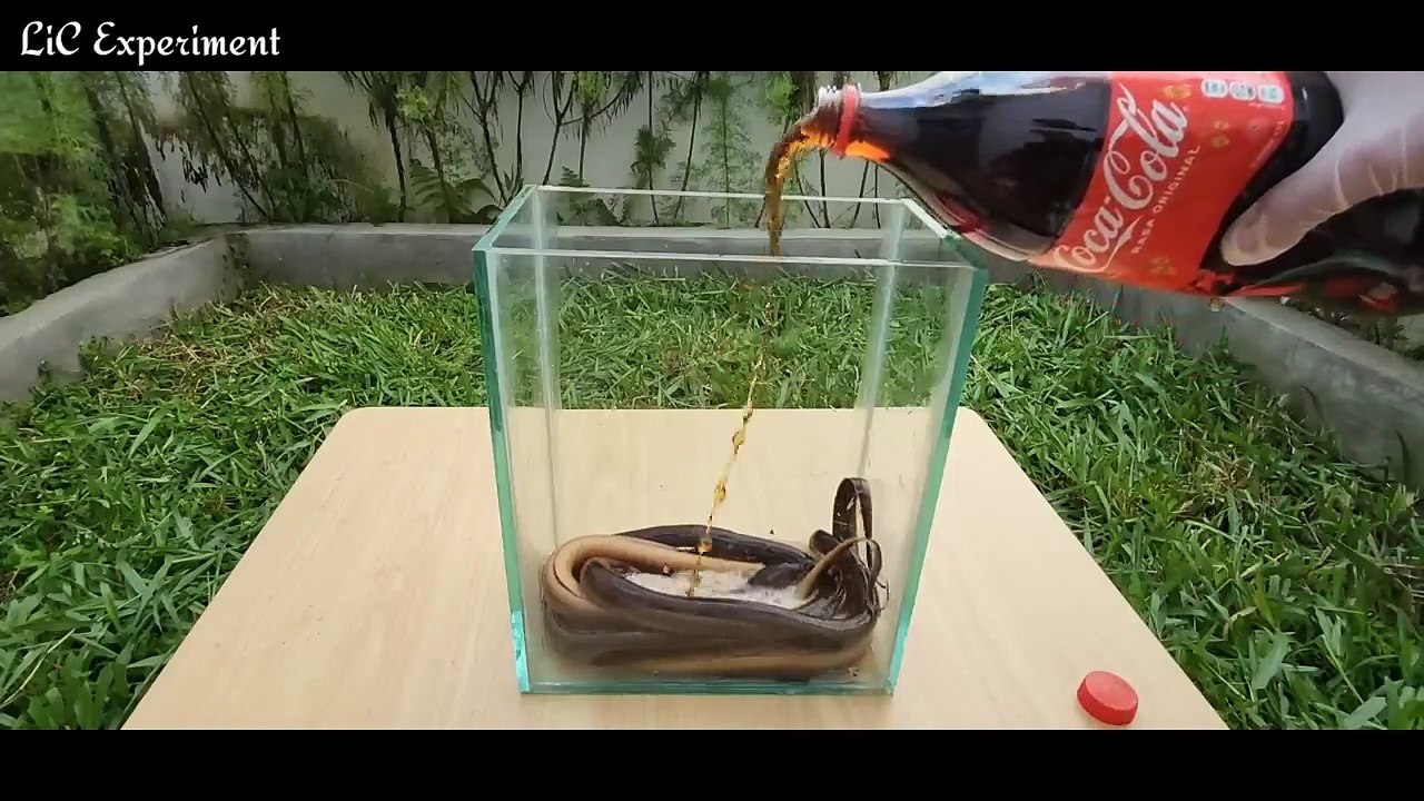 EKSPERIMEN_ BELUT vs COCA-COLA.. Banyak CACING KELUAR DARI PERUT