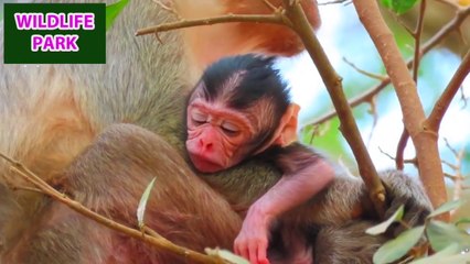 Cutest baby monkey's face looks very lovely to watch   Wildlife Park