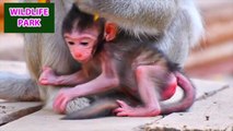 Little monkey baby looks very comfortable with the best care of mom   Wildlife Park