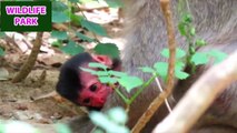 Newborn monkey baby just born looks very weak but mom hugs carefully   Wildlife Park