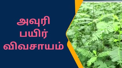 செஞ்சி சுற்றுவட்டார பகுதி விவசாயிகள் அதிக அளவில் அவுரி பயிர் விவசாயத்தில் ஈடுபட்டு வருகின்றனர்