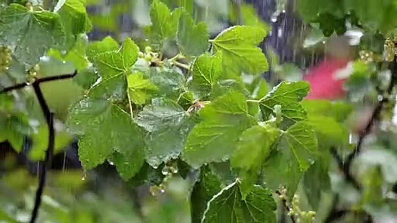 RELAX FOR A WHILE IN THE RAIN