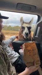 Llama Teaches Guy a Lesson