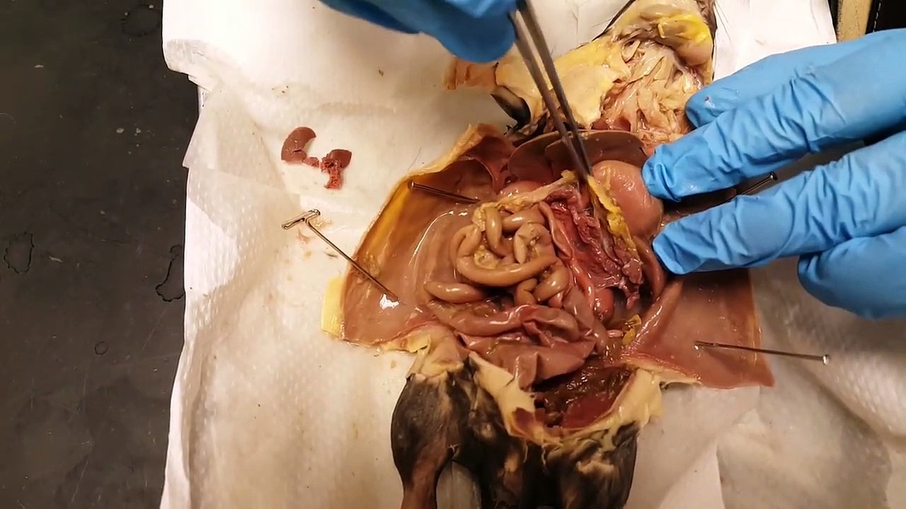 Rat Dissection_HD
