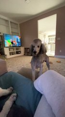 Dog Doesn't Recognize Brother After Grooming