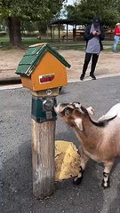 Smart Goat Snacks From the Source