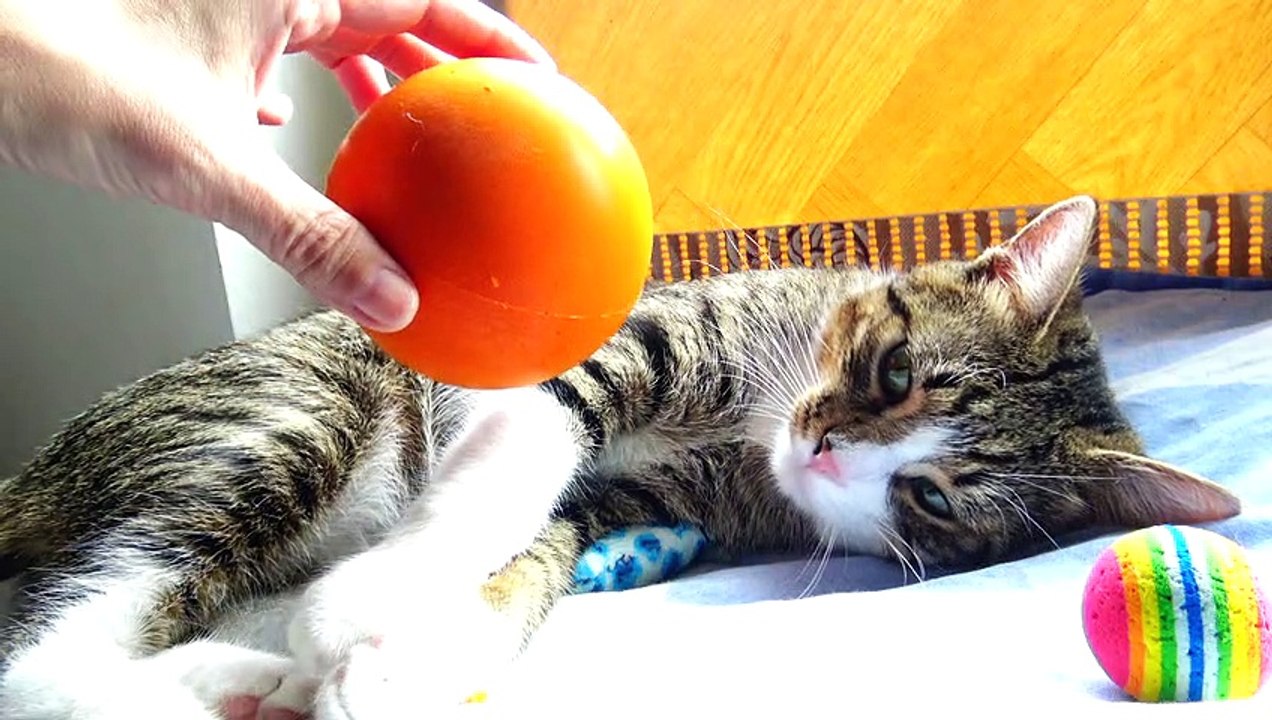 Kitten Annoyed by a Ball