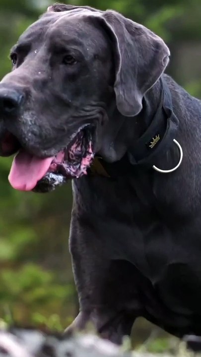 Respect for dog 