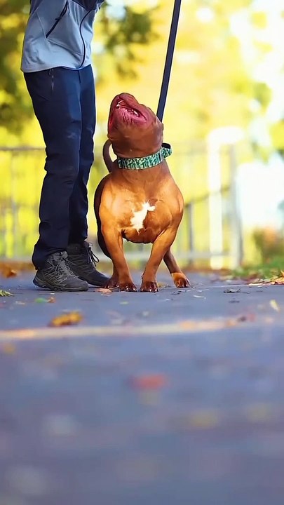 Respect for dog 