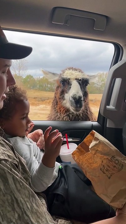 Llama Teaches Guy a Lesson
