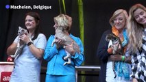 En Belgique, le concours des plus beaux chats du monde