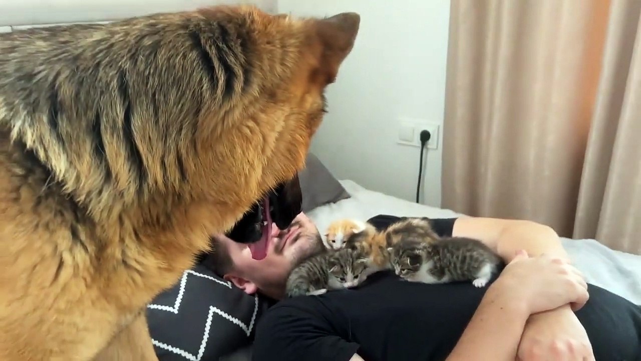 German Shepherd Confused by Tiny Kittens on Human Dad's Chest