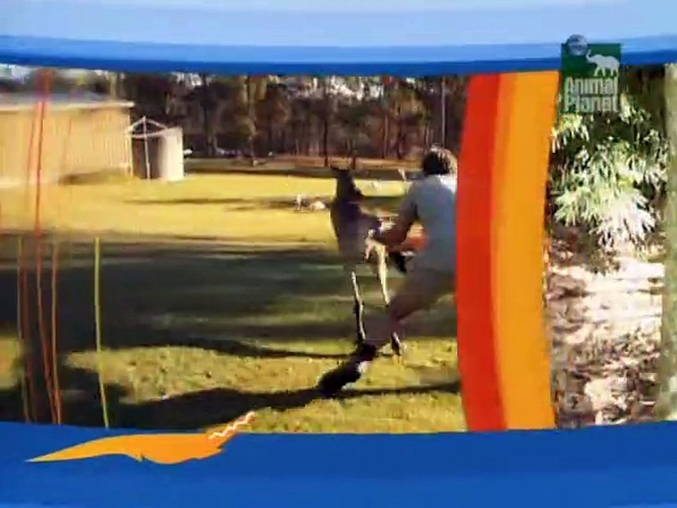 Crocodile Hunter Staffel 3 Folge 11 HD Deutsch