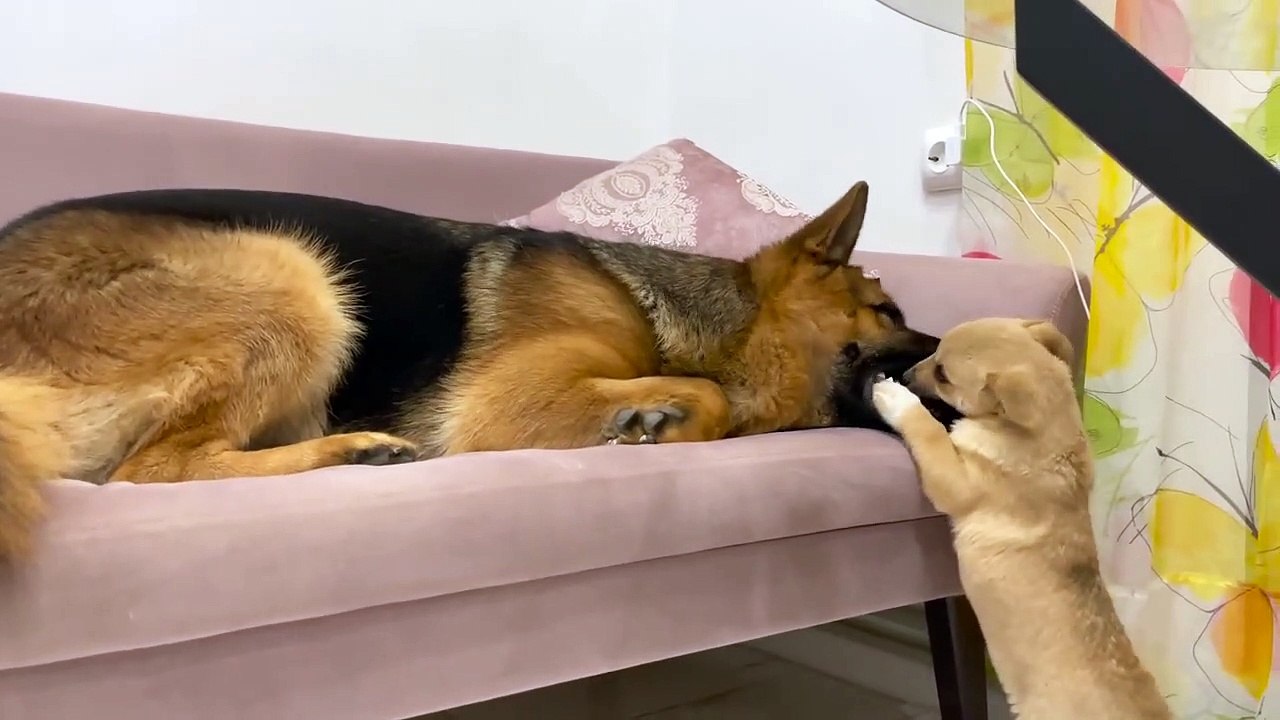Tiny Puppy Demands Attention from German Shepherd