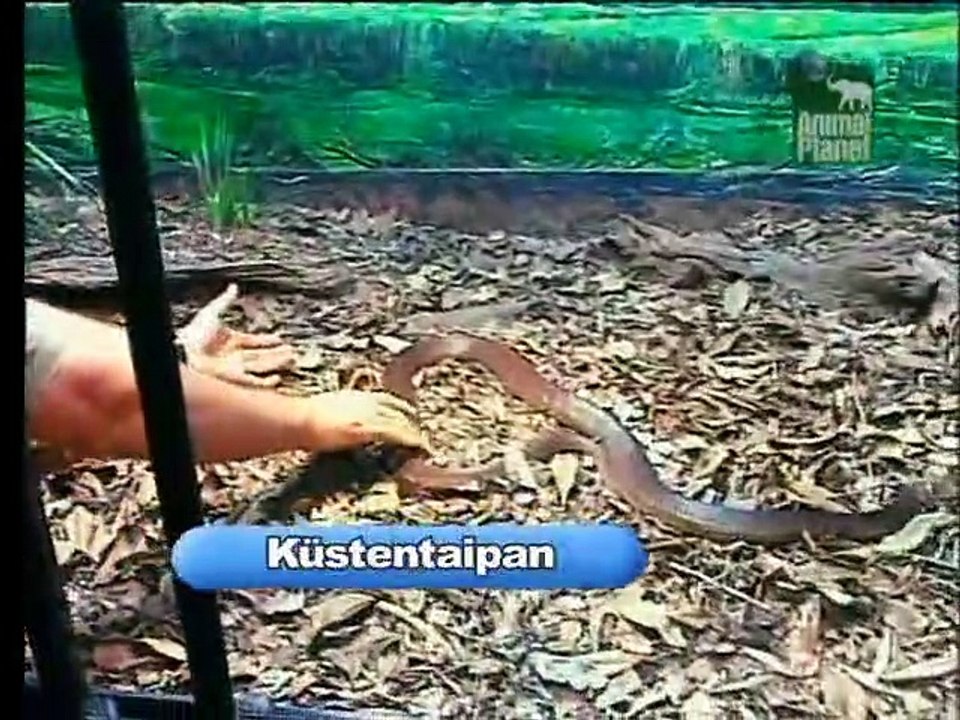 Crocodile Hunter Staffel 3 Folge 2 HD Deutsch