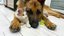 The German Shepherd is the Best Friend for Cats