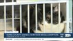 Kern County hosts Mega Adoption for Shelter Animals