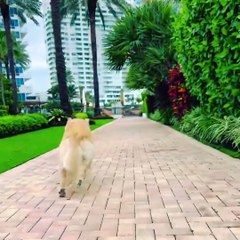 Funniest  Cutest Golden Retriever Puppies of Funny Puppy Videos