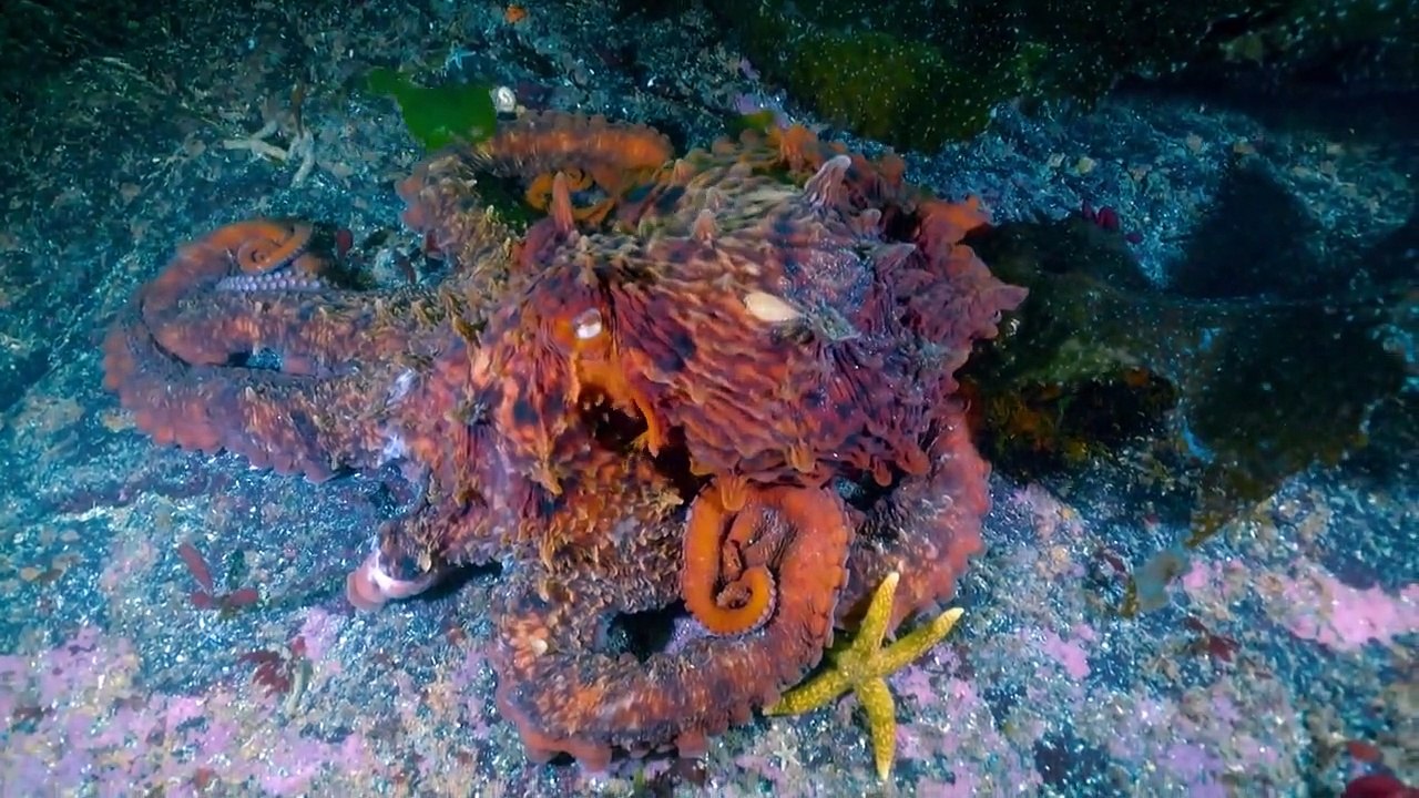 Animal Impossible - Tierische Tatsachen Staffel 1 Folge 8 HD Deutsch