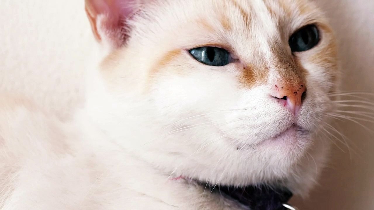 Kucingm ixkit-white-blue-eyed-cat-1538-medium