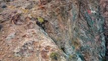 DKMP, dağa tırmanan yaban keçilerinin görüntülerini paylaştı