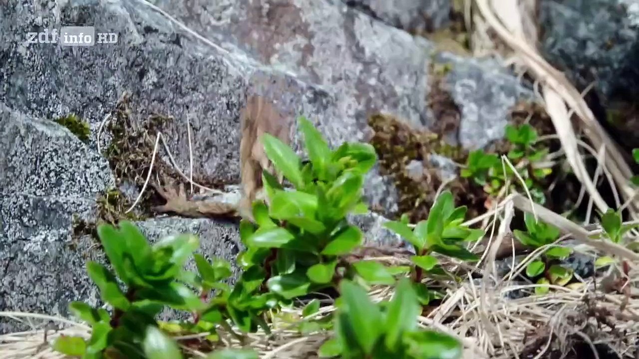 Neuseeland - Rivalen der Urzeit Staffel 1 Folge 3 HD Deutsch