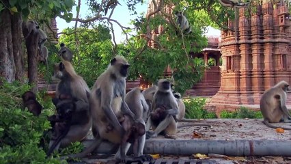 Spione im Tierreich Staffel 1 Folge 1 HD Deutsch