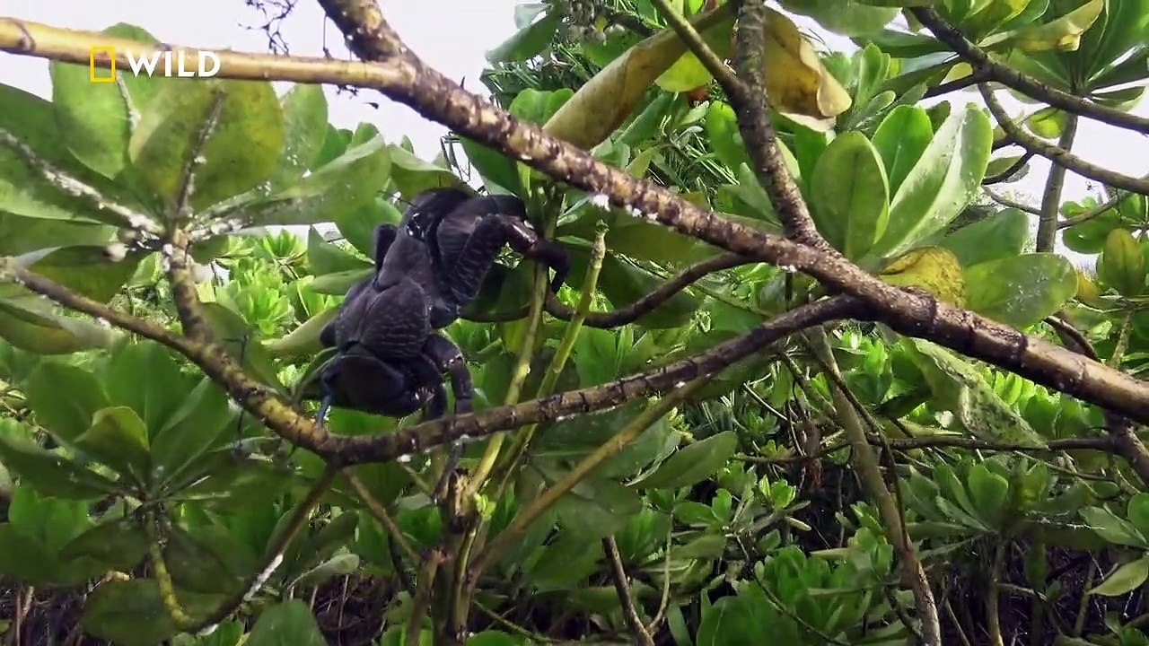 Wunder des Pazifiks Staffel 1 Folge 1 HD Deutsch