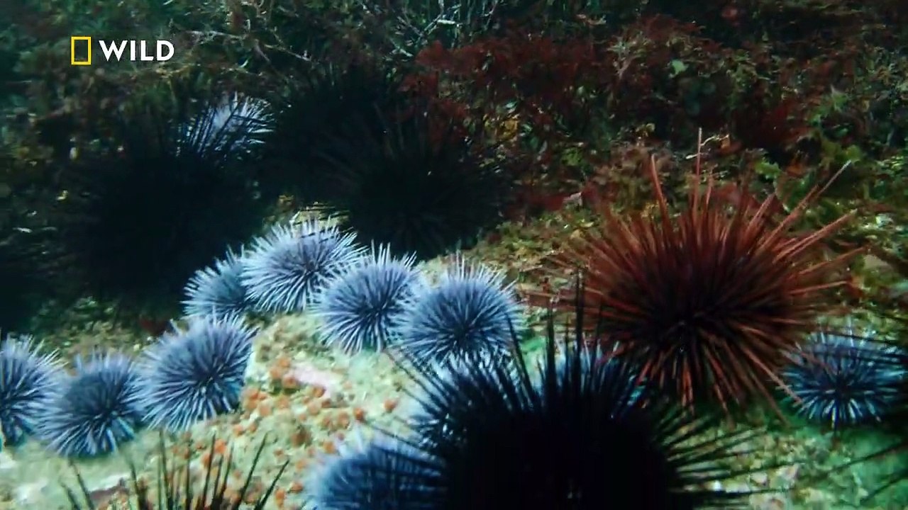 Wunder des Pazifiks Staffel 1 Folge 2 HD Deutsch