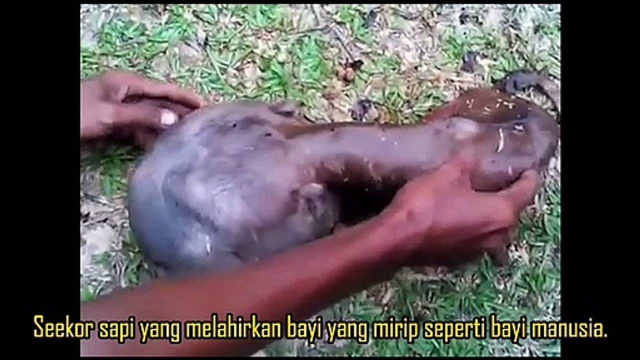 Aneh Tapi Nyata