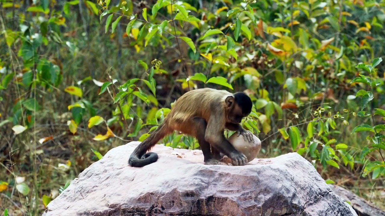 Spione im tierreich staffel 1 folge 2 hd deutsch