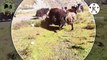 Fighting with very sharp Horns (Yak Fight)