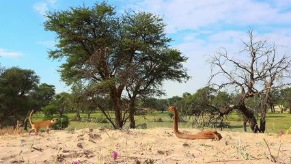 Spione im Tierreich Staffel 1 Folge 3 HD Deutsch