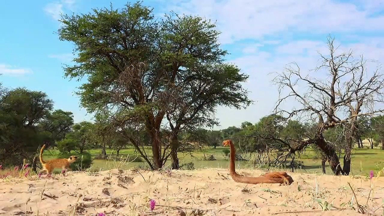 Spione im tierreich staffel 1 folge 3 hd deutsch