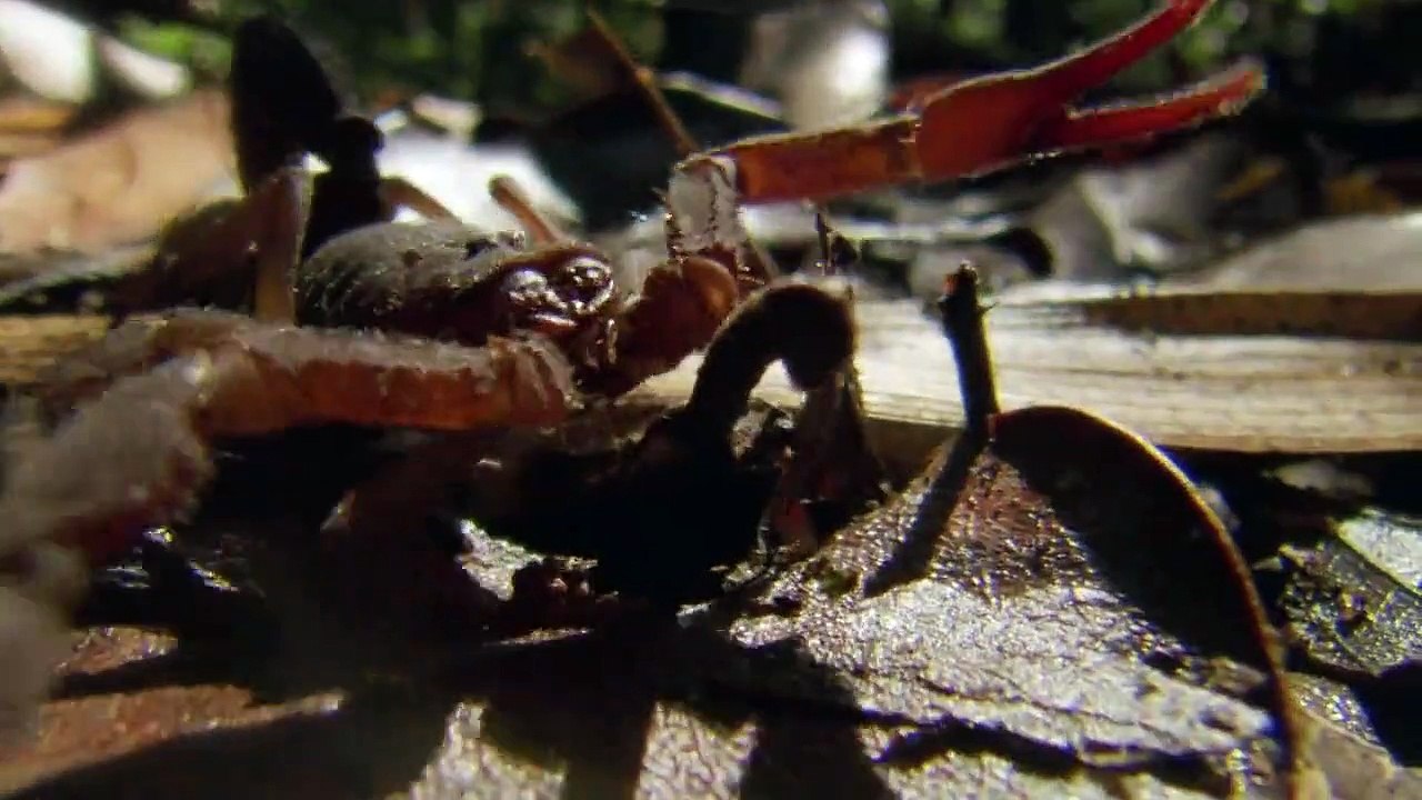 Wunderwelt Erde Staffel 1 Folge 5 HD Deutsch