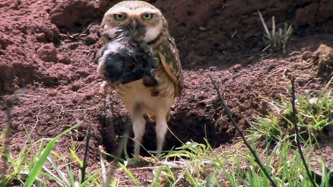 Wunderwelt Erde Staffel 1 Folge 3 HD Deutsch