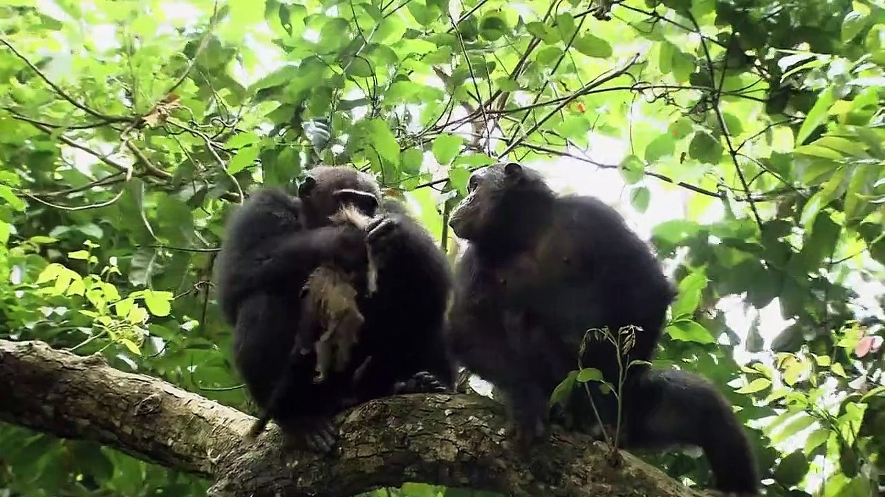 Wunderwelt Erde Staffel 1 Folge 4 HD Deutsch