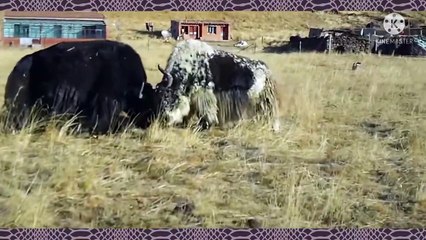WHAT A BIG YAK!!...TWO SIMI-BLACK YAKS ARE FIGHTING ON YELLOW GRASSLAND.