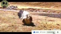 A Brown Yak is beat By a Black Yak ( Yak Fight)