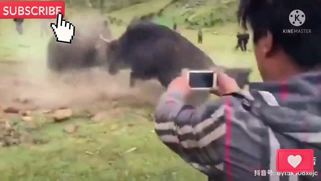 Wow wow these Wild Yaks are Really Amazing