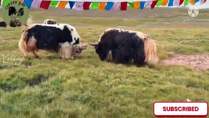 This Brown YaK is a Great Fighter and Hornless Yaks are also amazing in fighting