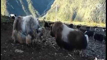 TWO BROWN YAKS ARE FIGHTING !!!!!