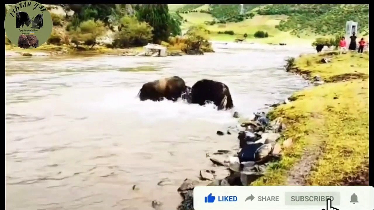 Two amazing big Yaks are fighting wow wow ⚡️