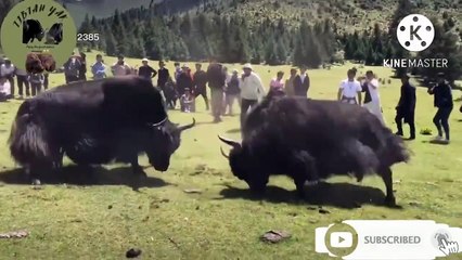 TWO AMAZING YAKS ARE FIGHTING BUT THE DOG